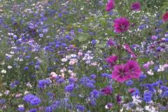 IMG_20200727_140459