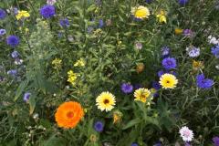 IMG_20200727_140649