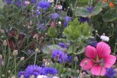 IMG_20200727_140727