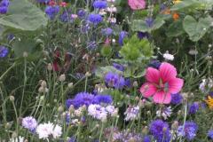 IMG_20200727_140733