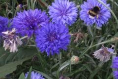 IMG_20200727_140901