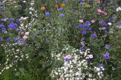IMG_20200727_141419