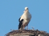 Müder Storch